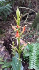 Cryptostylis arachnites