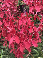 Renanthera