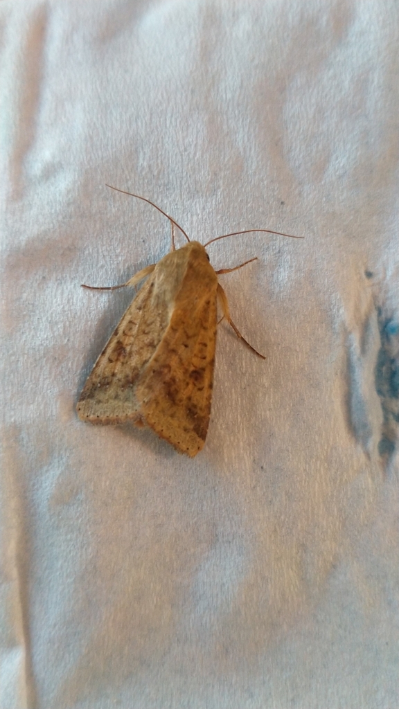 Cotton Bollworm Moth