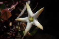 Brachystelma stellatum