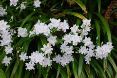 Iris japonica
