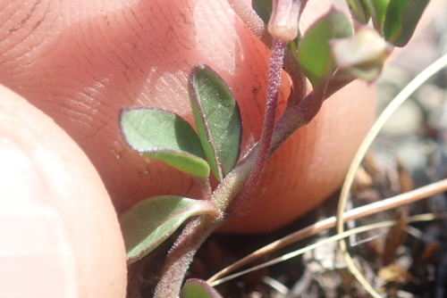 Ceropegia stellata