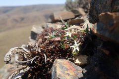 Brachystelma stellatum