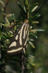 Loxostege venustalis