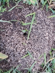 Formicidae