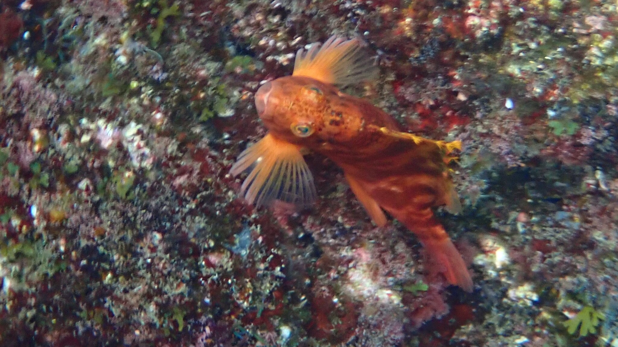 金䱵(深水格) Cirrhitichthys aureus