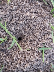 Formicidae