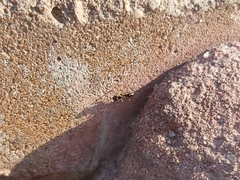Ponerinae