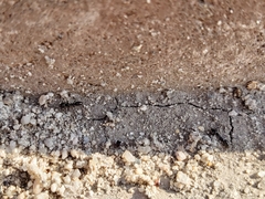 Ponerinae
