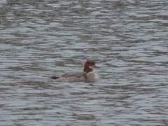 Mergus merganser