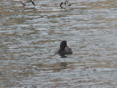 Fulica atra