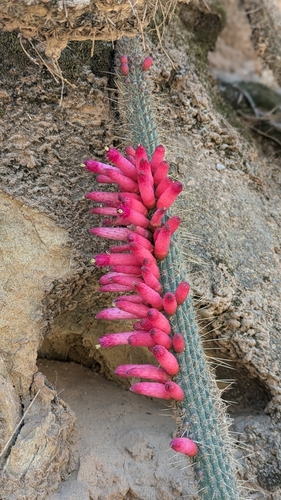 Cleistocactus candelilla, photograph 5