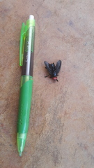 Bromophila caffra