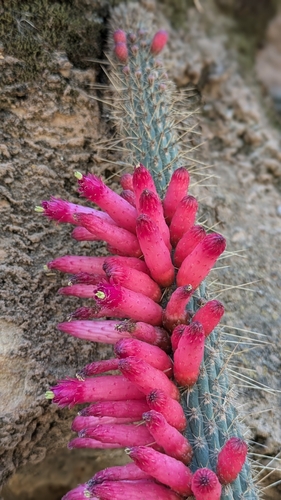 Cleistocactus candelilla, photograph 6