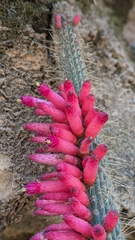 Cleistocactus candelilla, photograph (c) Thibaud Aronson, some rights reserved (CC BY-SA)