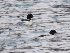 Mergus merganser
