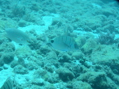 Diplodus
