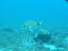 Diplodus