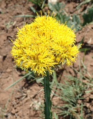 Berkheya umbellata