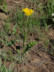 Berkheya umbellata