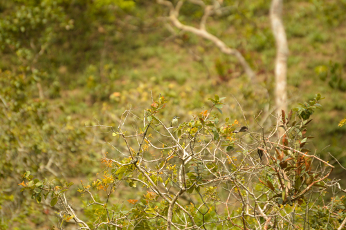 Yellow-throated Tinkerbird