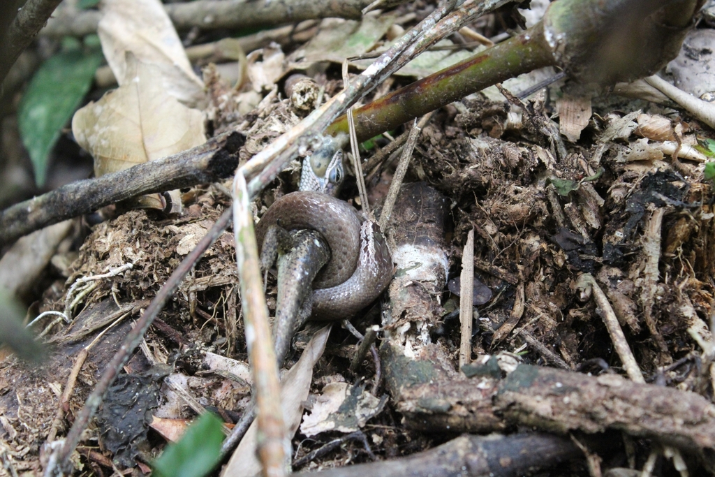 Flat Wolf Snake