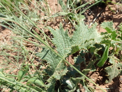 Berkheya umbellata