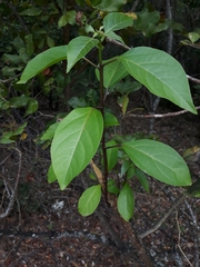 Clerodendrum floribundum