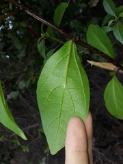 Clerodendrum floribundum