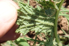 Berkheya umbellata