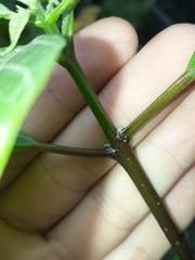 Clerodendrum floribundum