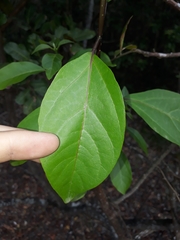 Clerodendrum floribundum