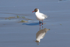 Chroicocephalus maculipennis
