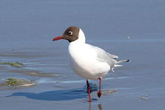 Chroicocephalus maculipennis