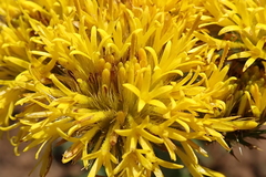 Berkheya umbellata