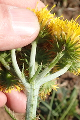 Berkheya umbellata