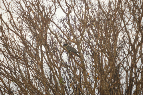 Great Spotted Cuckoo