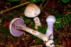 Cortinarius camphoratus