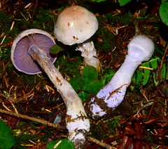 Cortinarius camphoratus