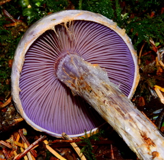 Cortinarius camphoratus