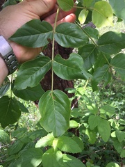 Platycelyphium voense