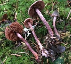 Cortinarius anthracinus