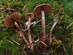 Cortinarius anthracinus