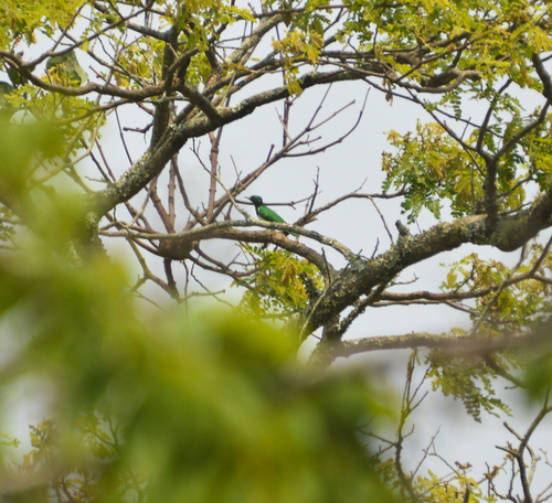 Klaas's Cuckoo