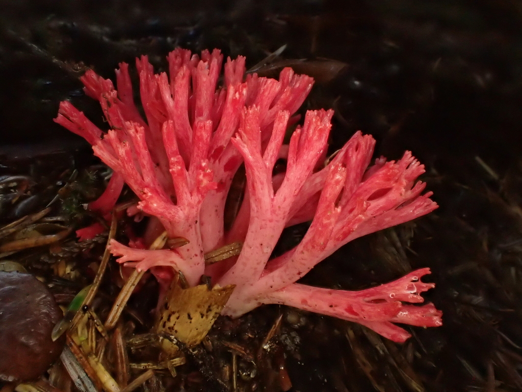 Phallomycetidae