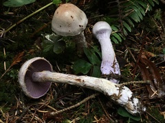Cortinarius camphoratus