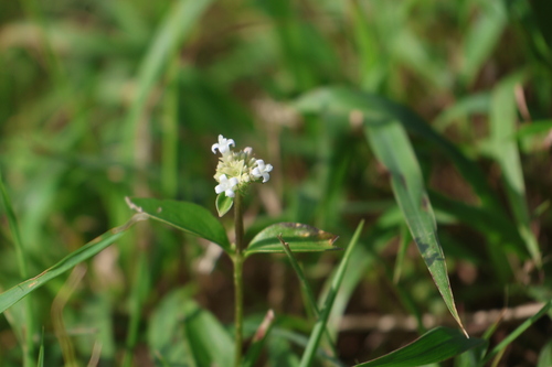 Hedyotis uncinella iNat (2)