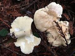 Albatrellus avellaneus