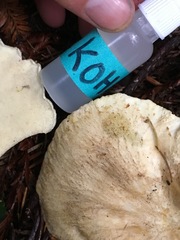 Albatrellus avellaneus