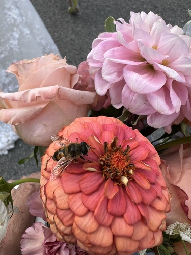 Unknown species found near Glacier National Park, Glacier, Montana, United States